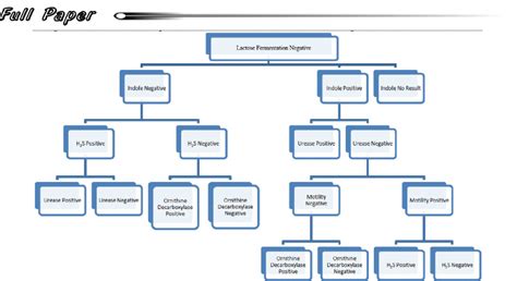 enterobacteriaceae chart.